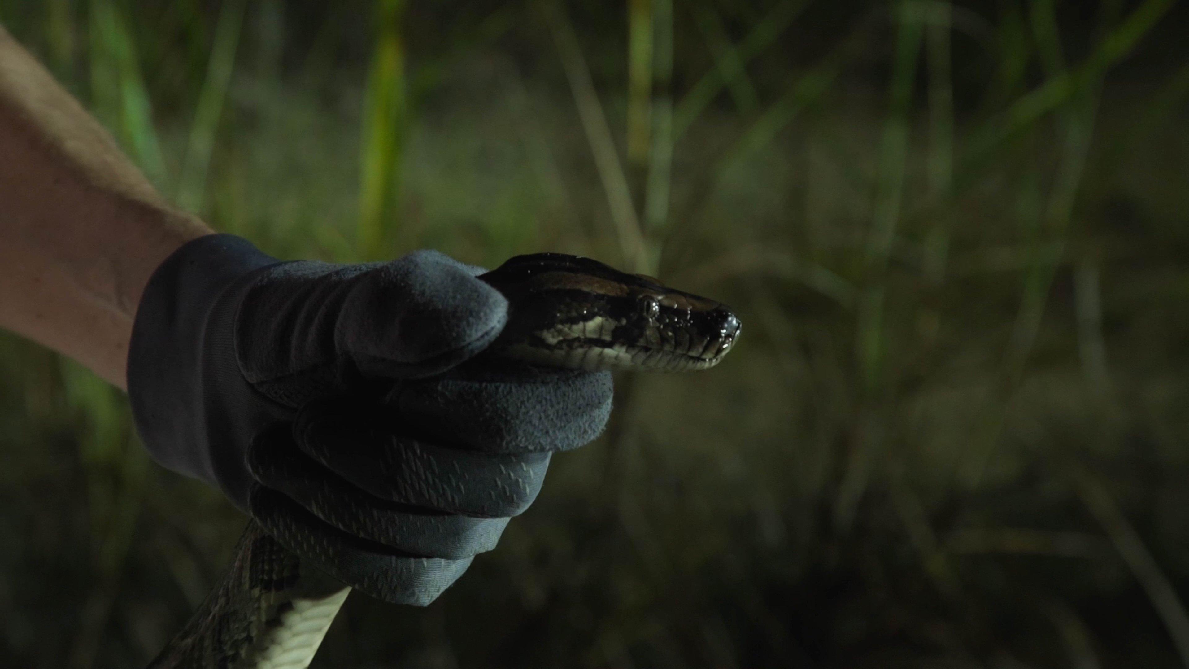 River of Grass Preview